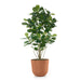 Permanent Botanical fiddle leaf fig plant in a terra cotta colored pot on a white background