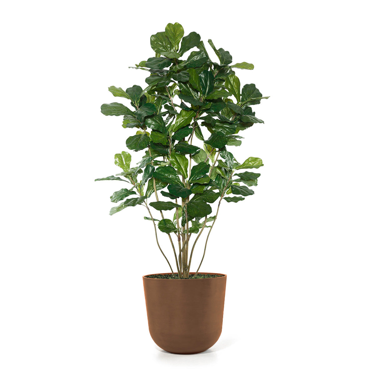 Fiddle Leaf Tree in Rotunda MD