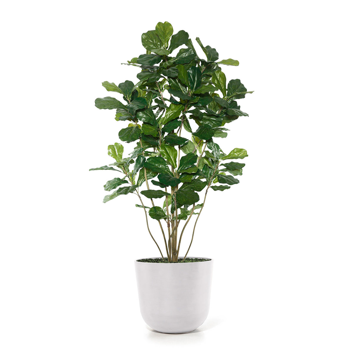 Permanent Botanical fiddle leaf fig plant in a white pot on a white background