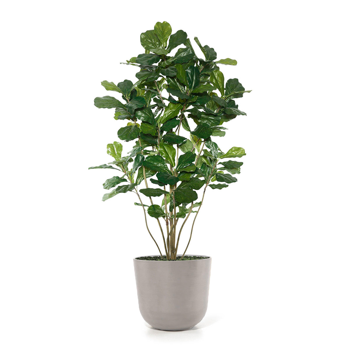 Fiddle Leaf Tree in Rotunda MD