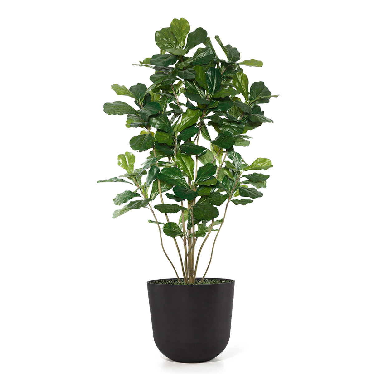 Fiddle Leaf Tree in Rotunda LG