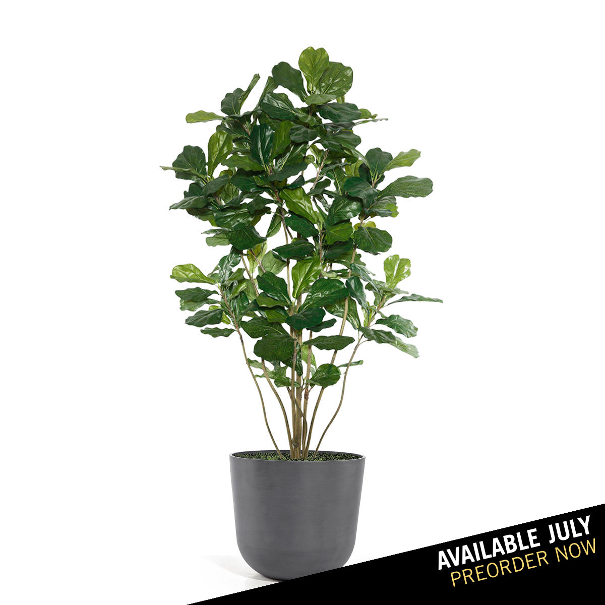 Potted plant with green leaves in a gray pot on a white background