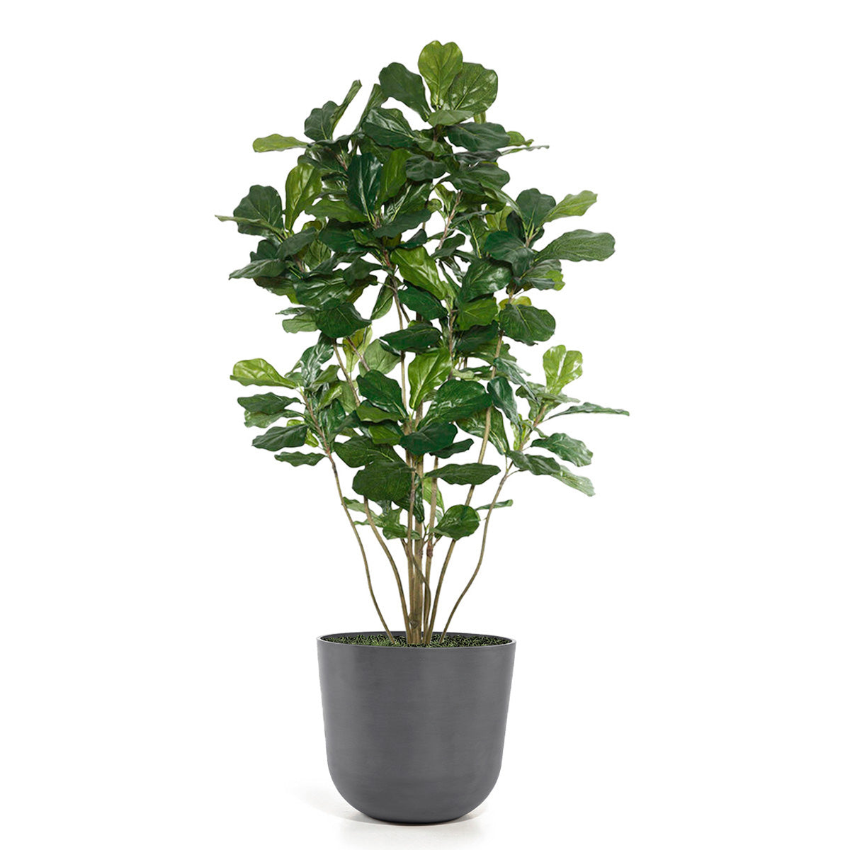 Fiddle Leaf Tree X1 in Rotunda LG