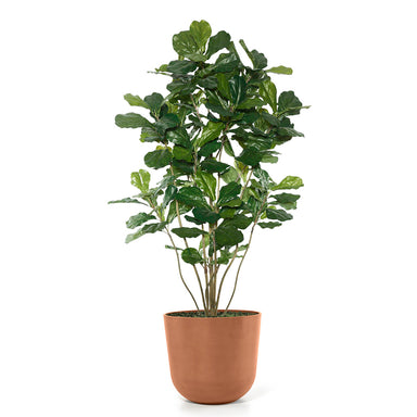Permanent Botanical fiddle leaf fig plant in a terra cotta colored pot on a white background