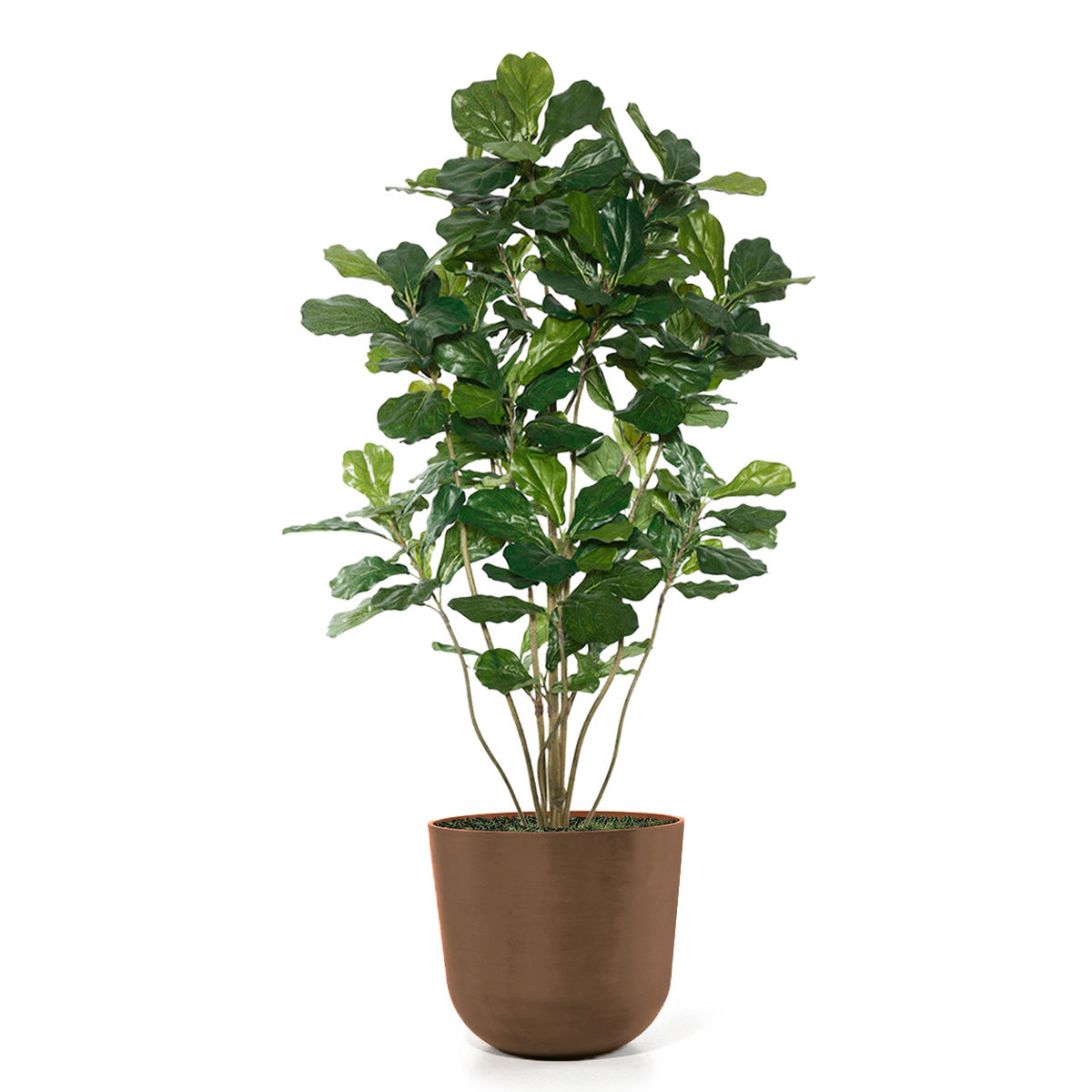 Fiddle Leaf Tree in Rotunda LG