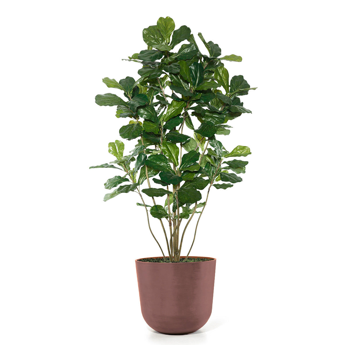 Fiddle Leaf Tree in Rotunda LG