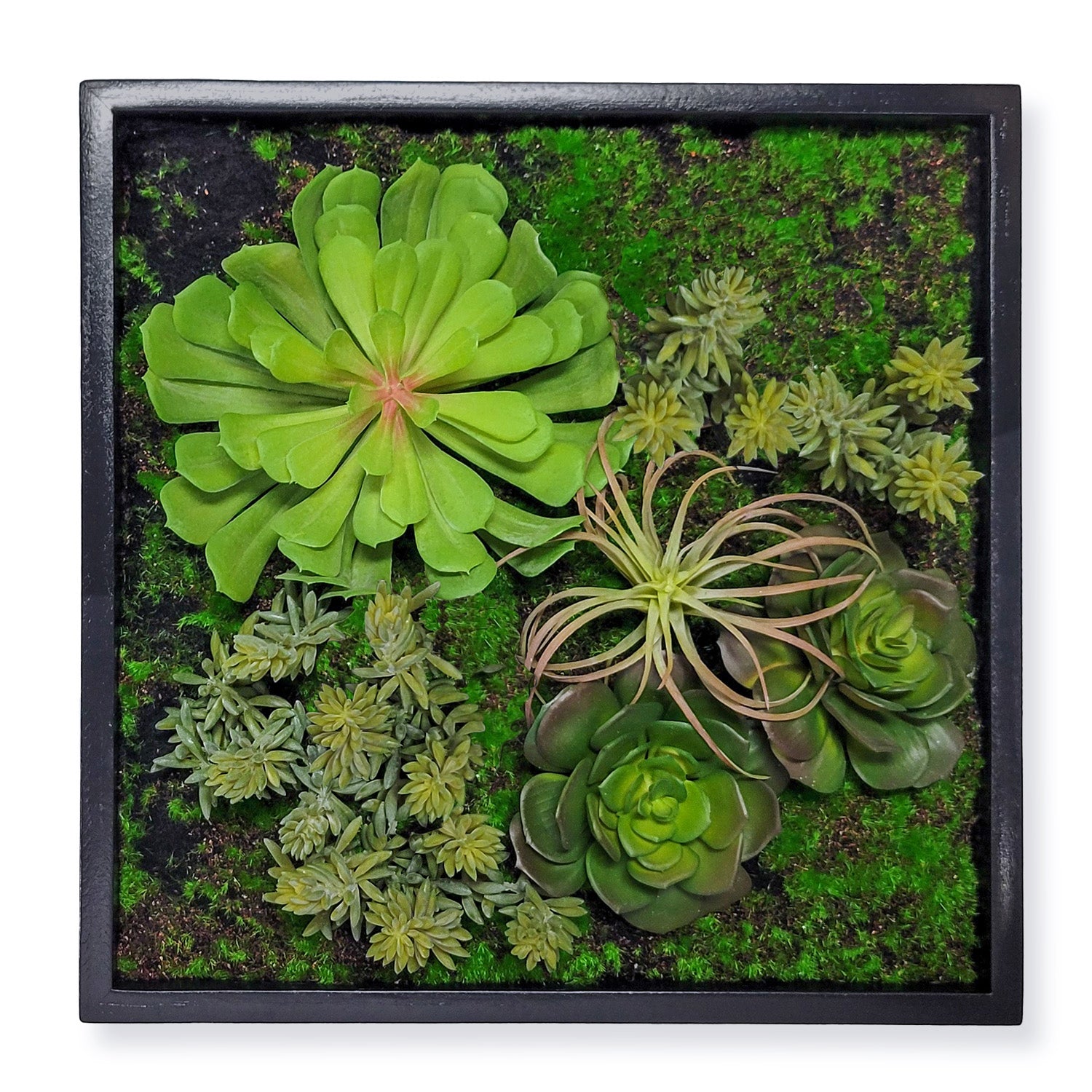 Green Wall, Mini Succulent Mix 3