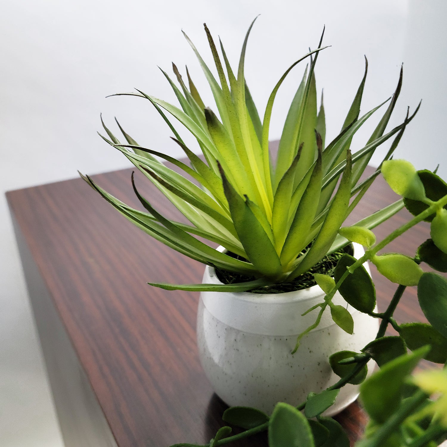 Shelf: Plant, Button Mix, Set/ 3