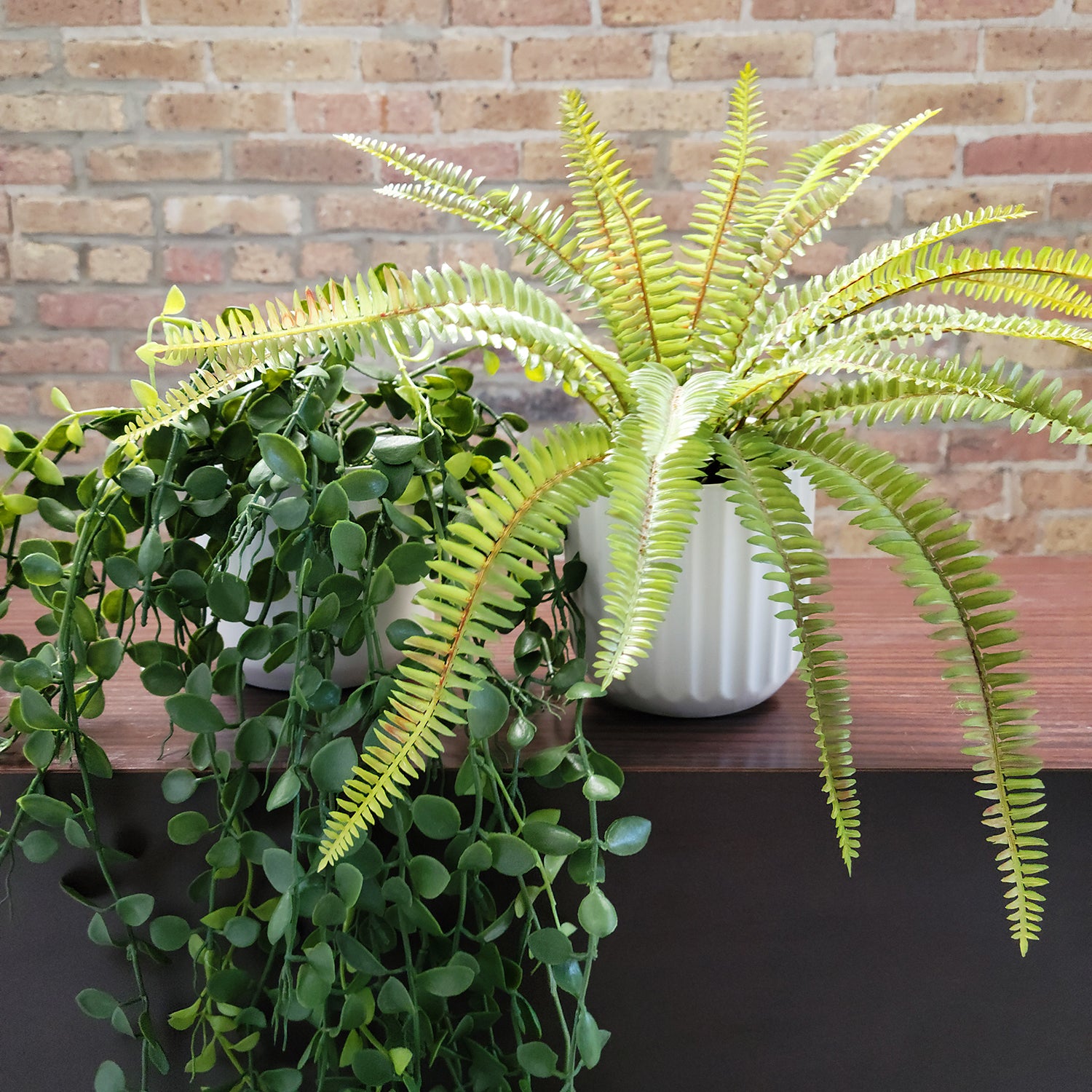 Shelf: Plant, Button Mix, Set/ 3