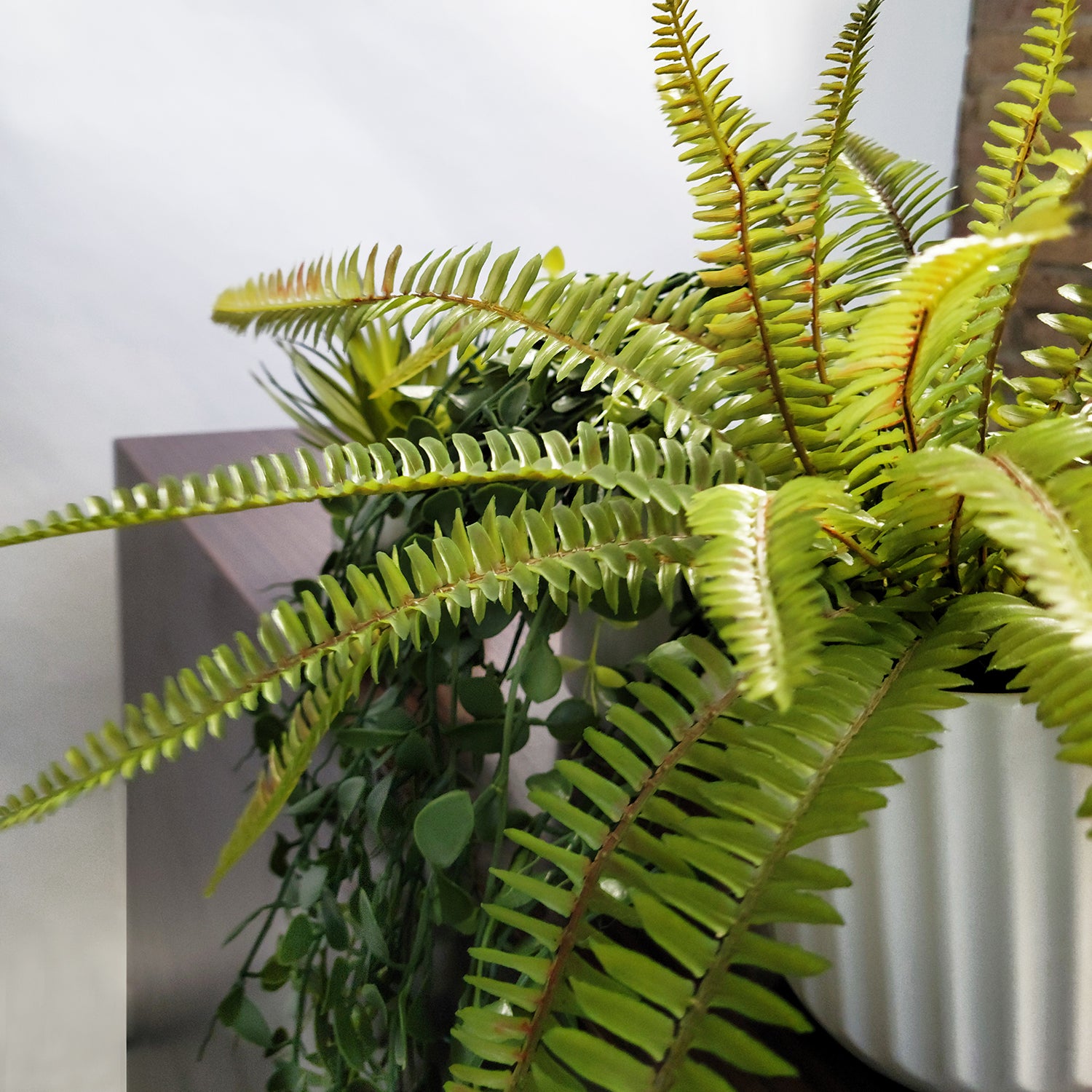 Shelf: Plant, Button Mix, Set/ 3