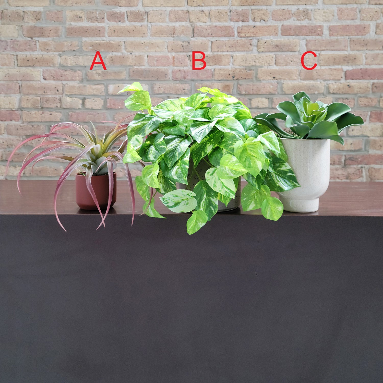 Shelf: Plant, Pothos Mix, Set/ 3