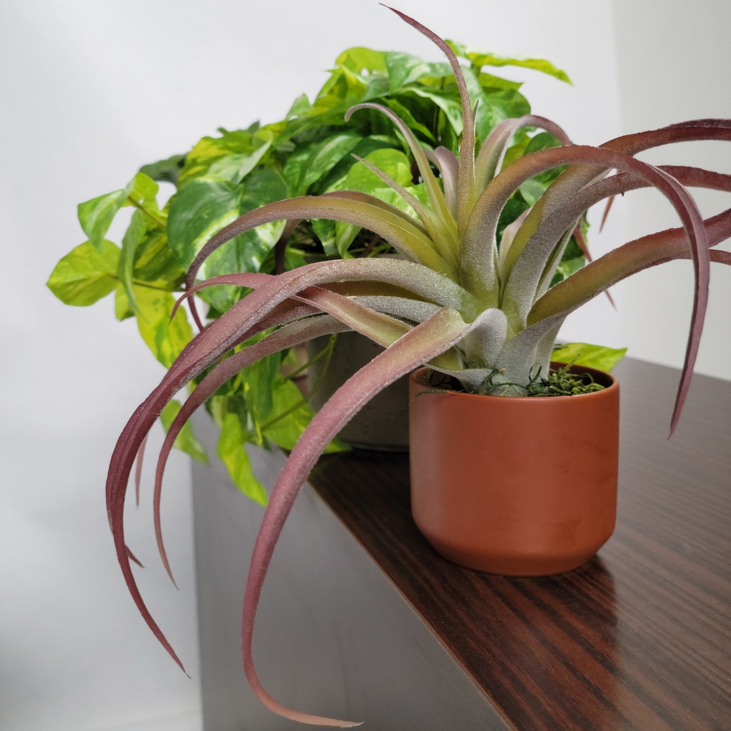 Shelf: Plant, Pothos Mix, Set/ 3