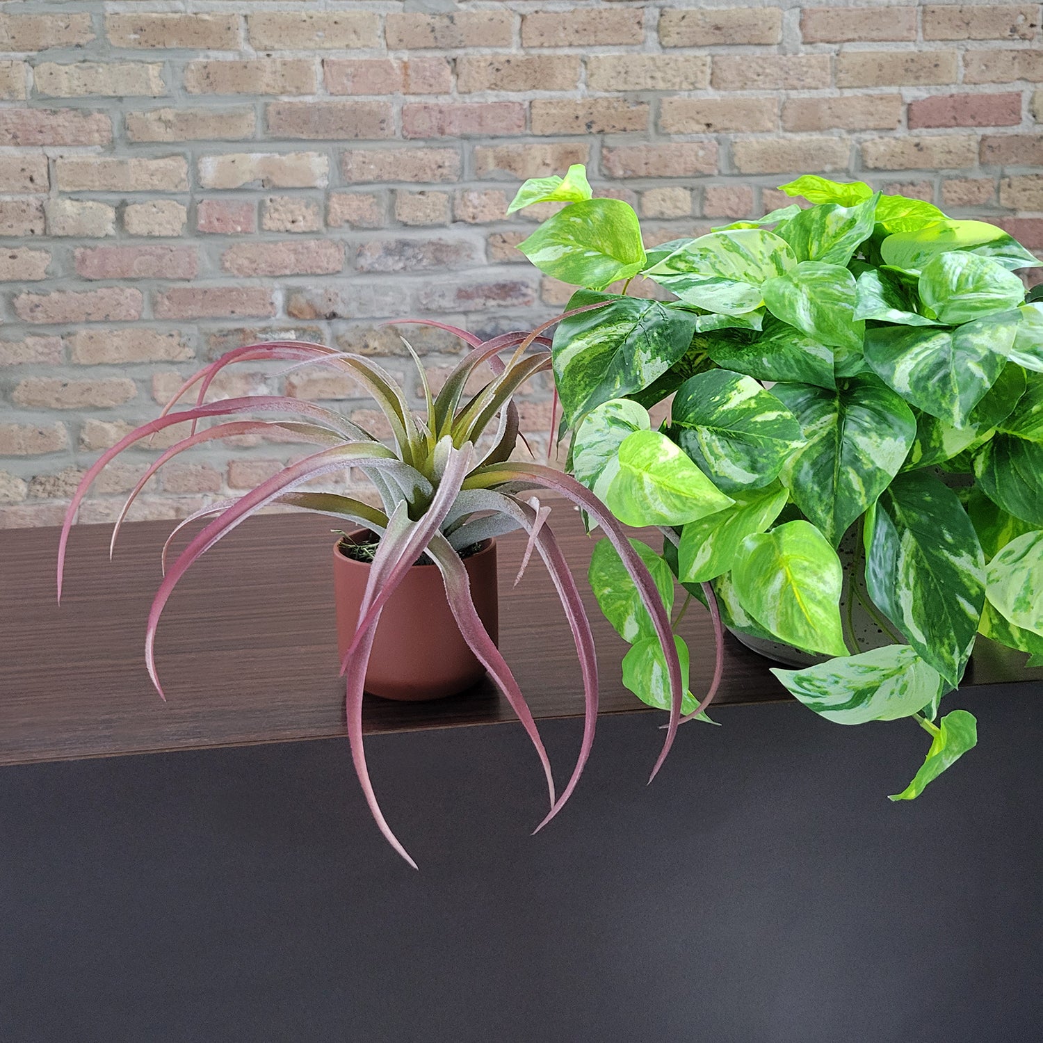 Shelf: Plant, Pothos Mix, Set/ 3