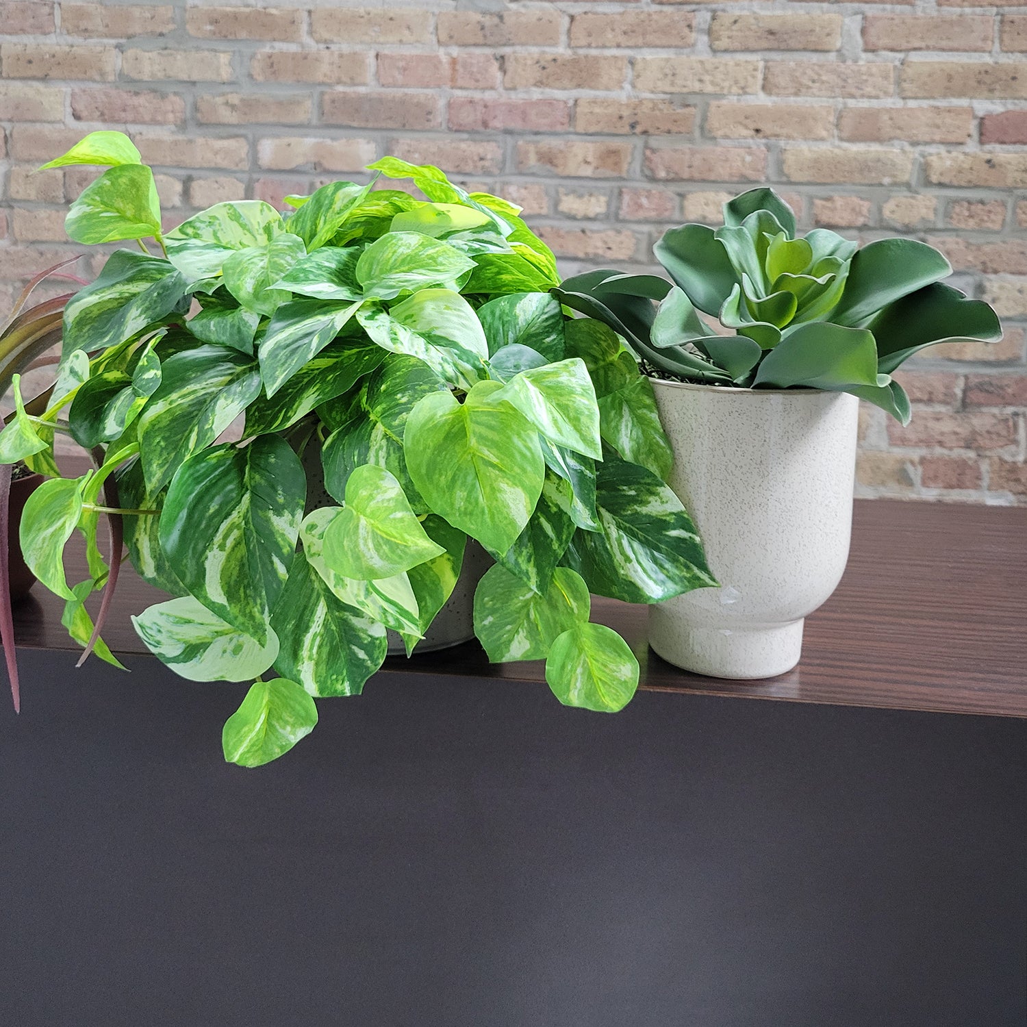 Shelf: Plant, Pothos Mix, Set/ 3