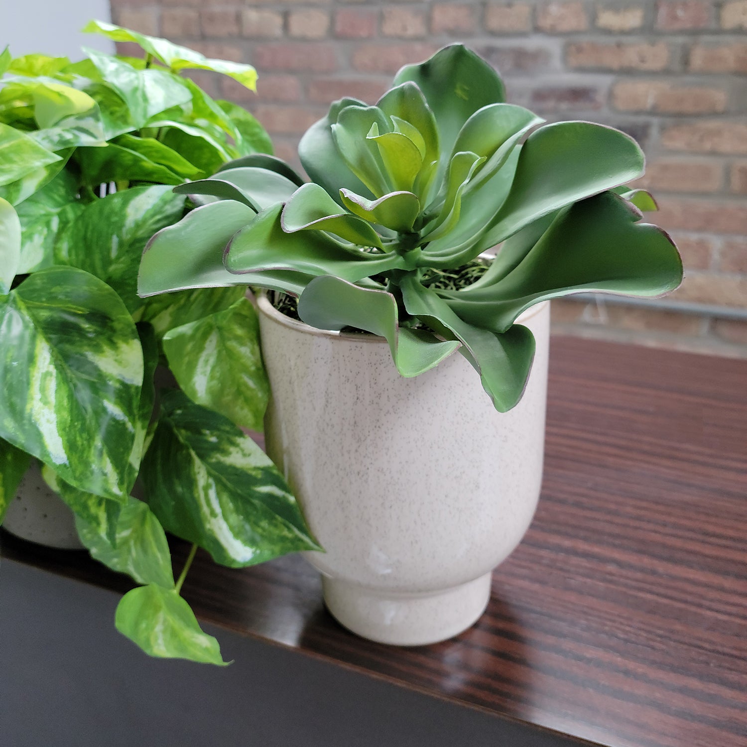 Shelf: Plant, Pothos Mix, Set/ 3