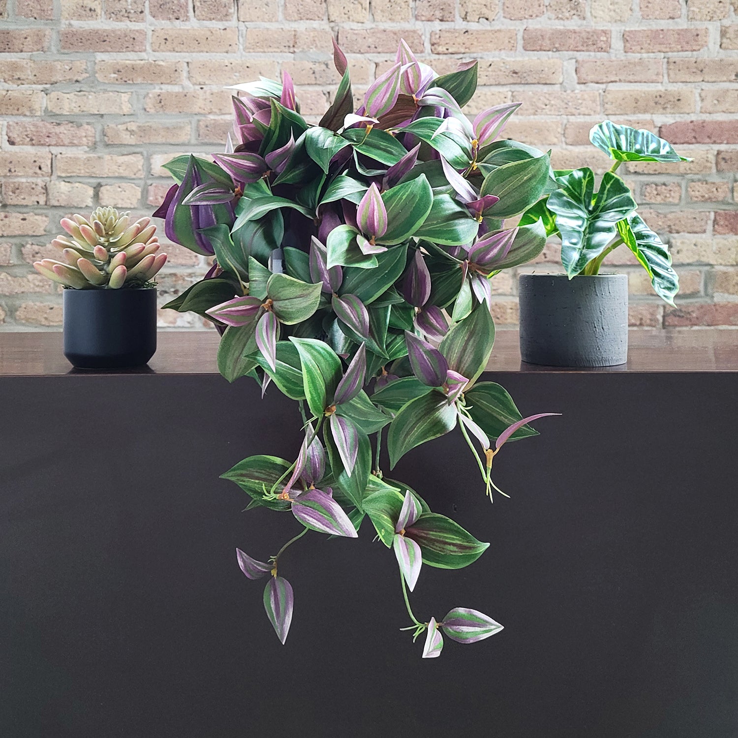 Shelf: Plant, Wandering Dude Mix, Set/ 3