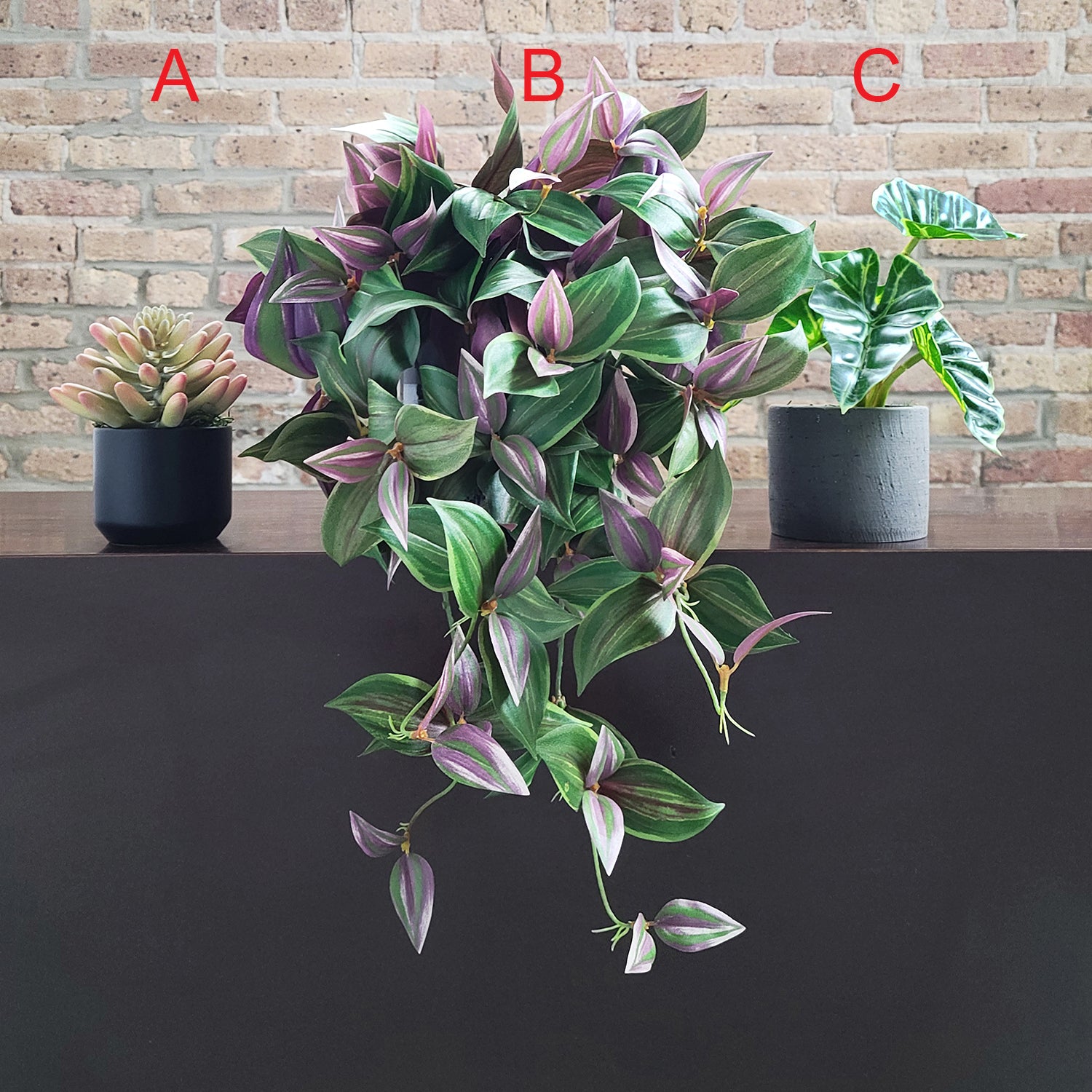 Shelf: Plant, Wandering Dude Mix, Set/ 3