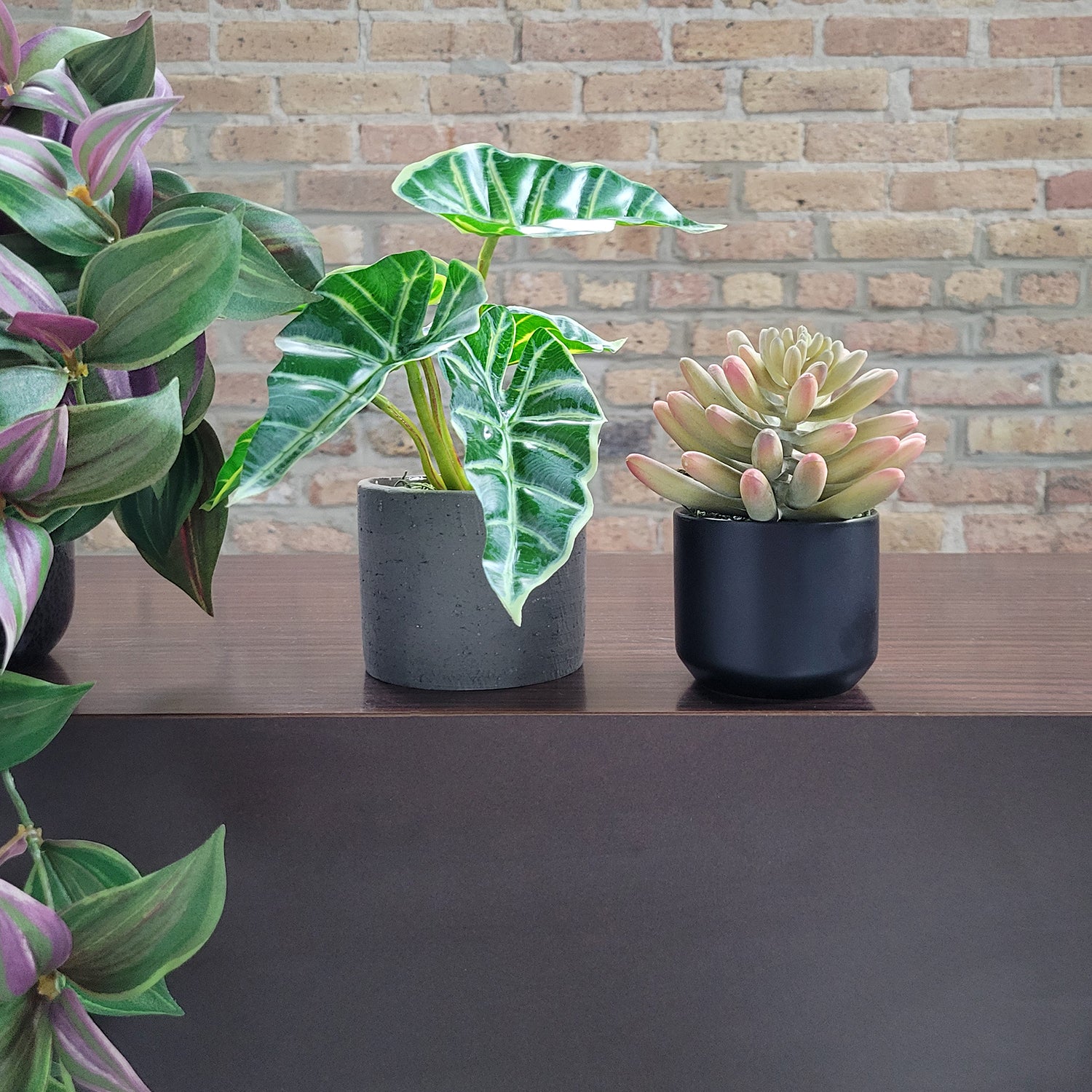 Shelf: Plant, Wandering Dude Mix, Set/ 3