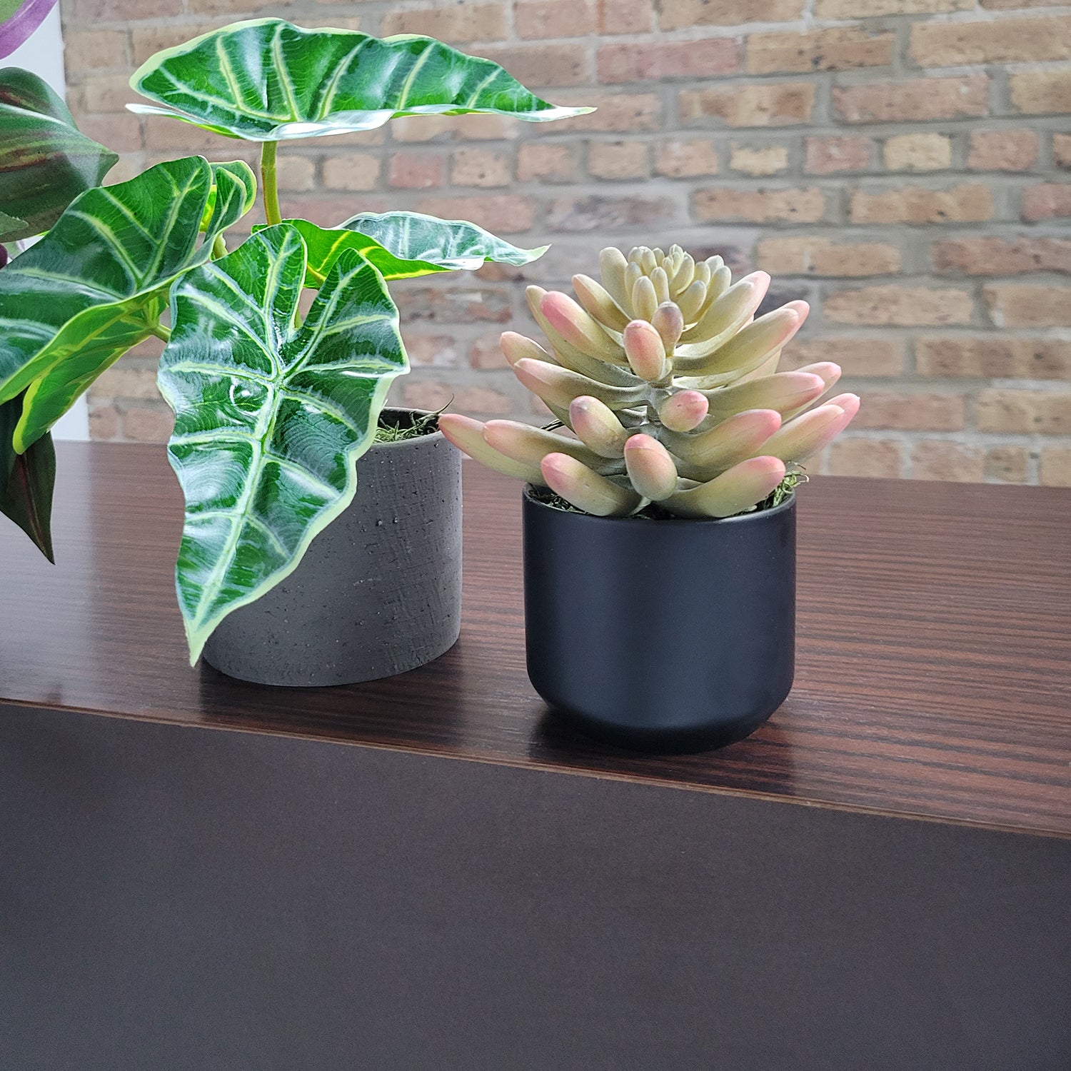 Shelf: Plant, Wandering Dude Mix, Set/ 3