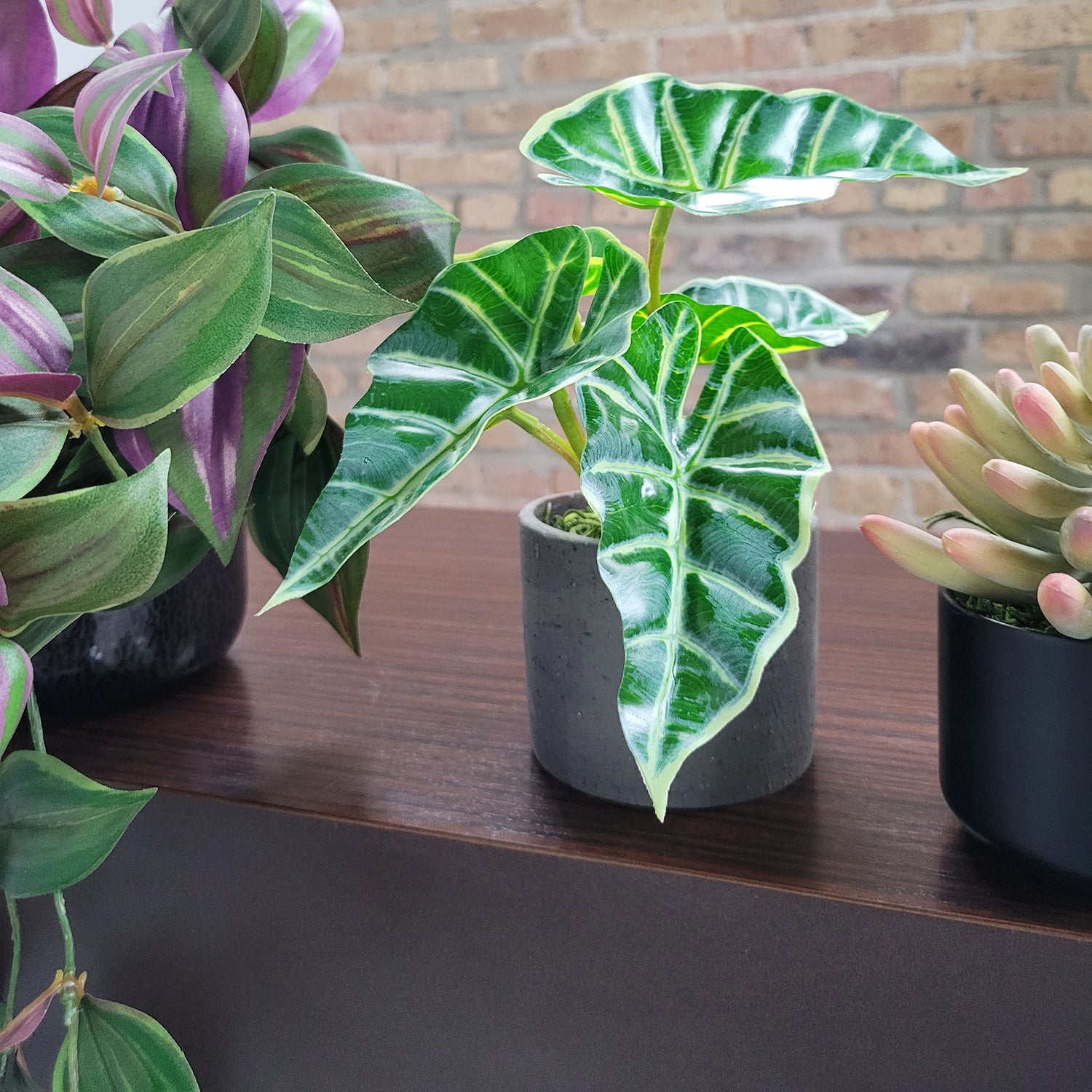 Shelf: Plant, Wandering Dude Mix, Set/ 3