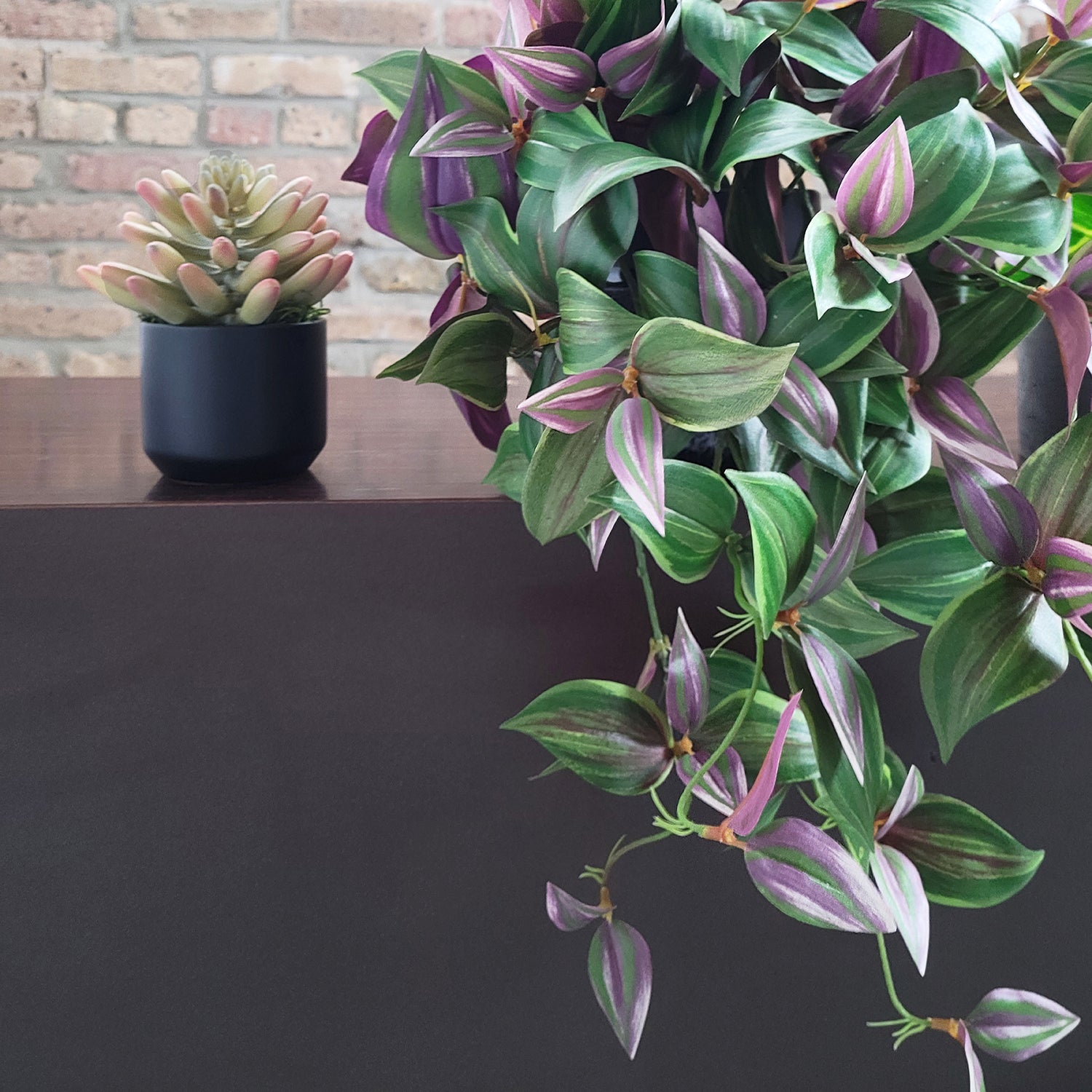 Shelf: Plant, Wandering Dude Mix, Set/ 3