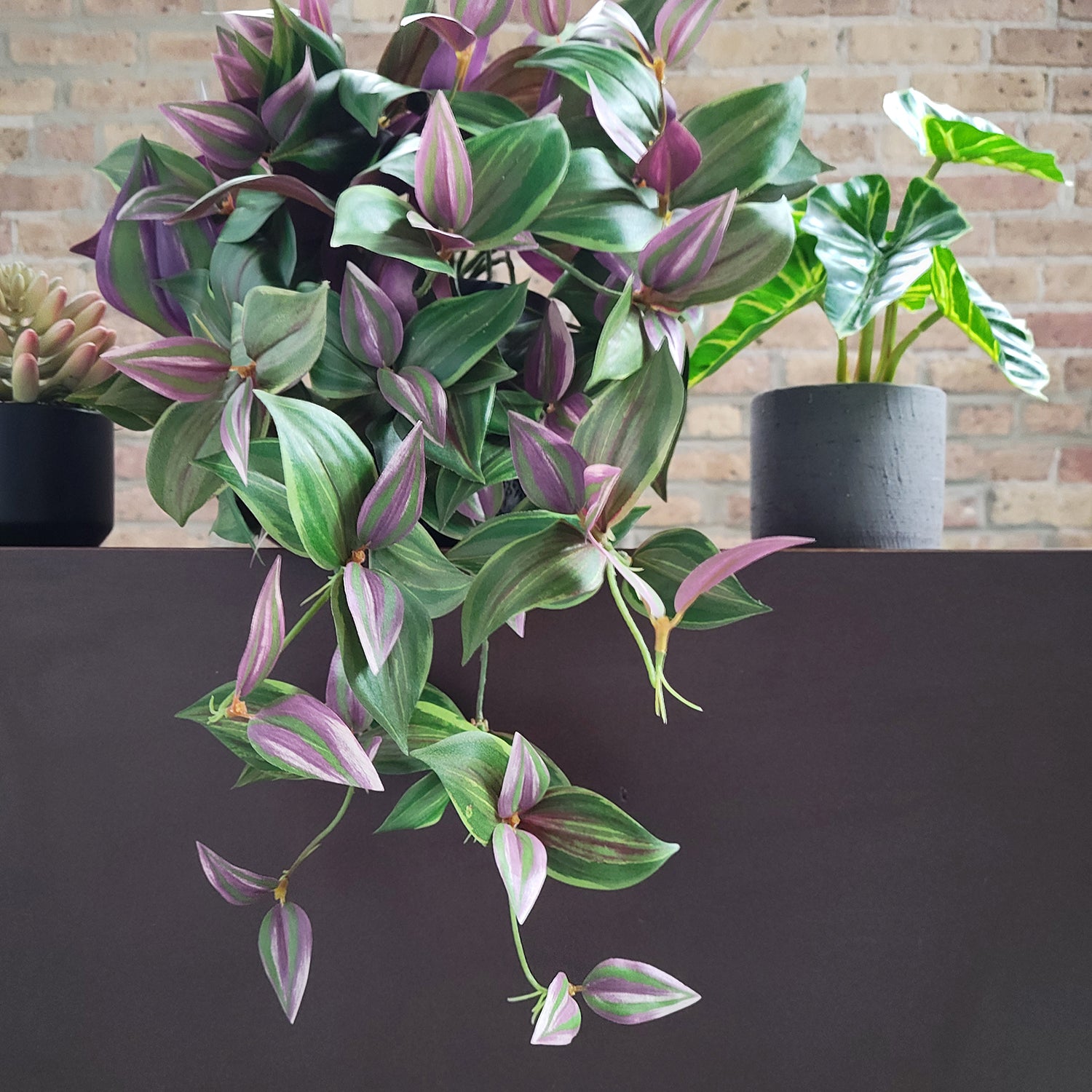 Shelf: Plant, Wandering Dude Mix, Set/ 3