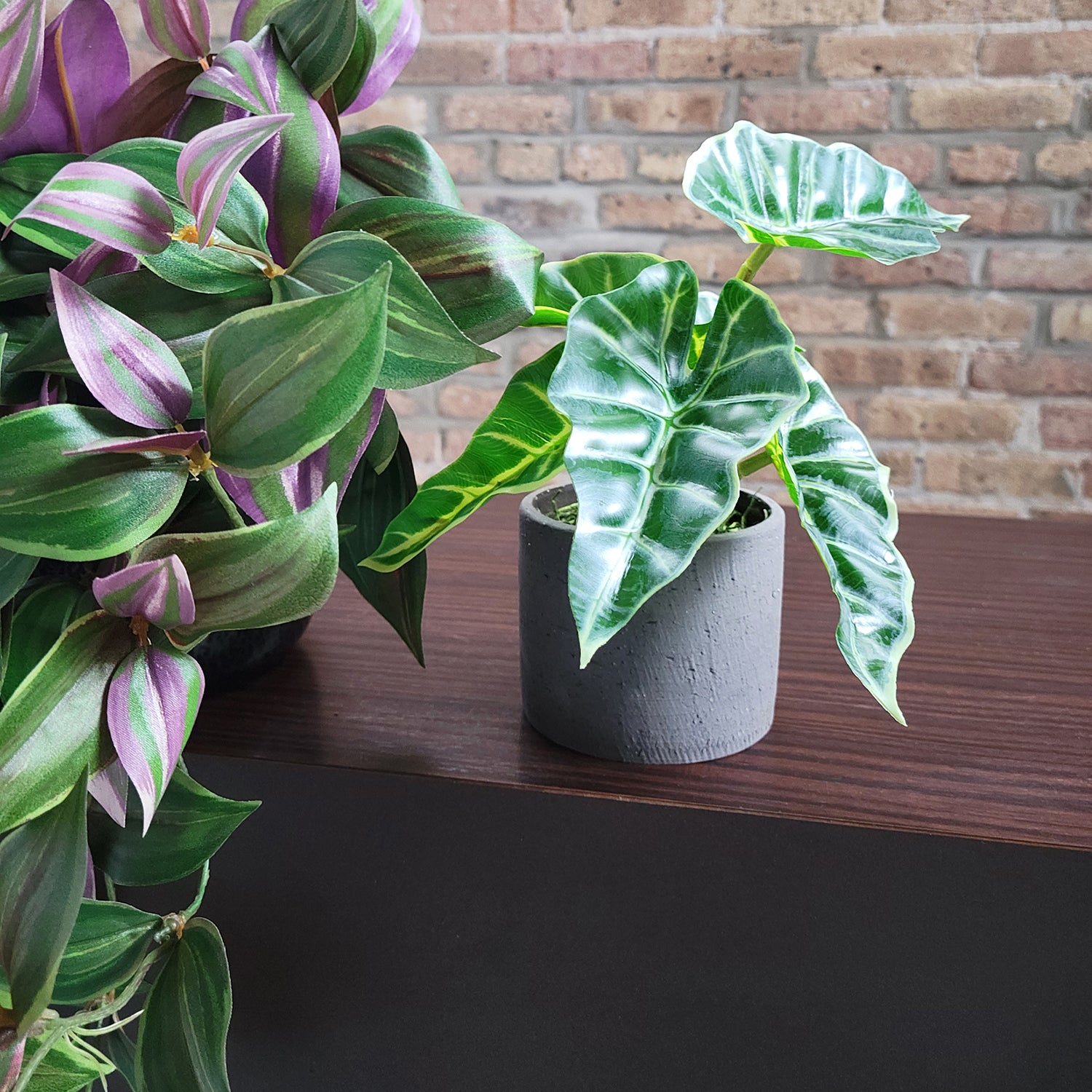 Shelf: Plant, Wandering Dude Mix, Set/ 3