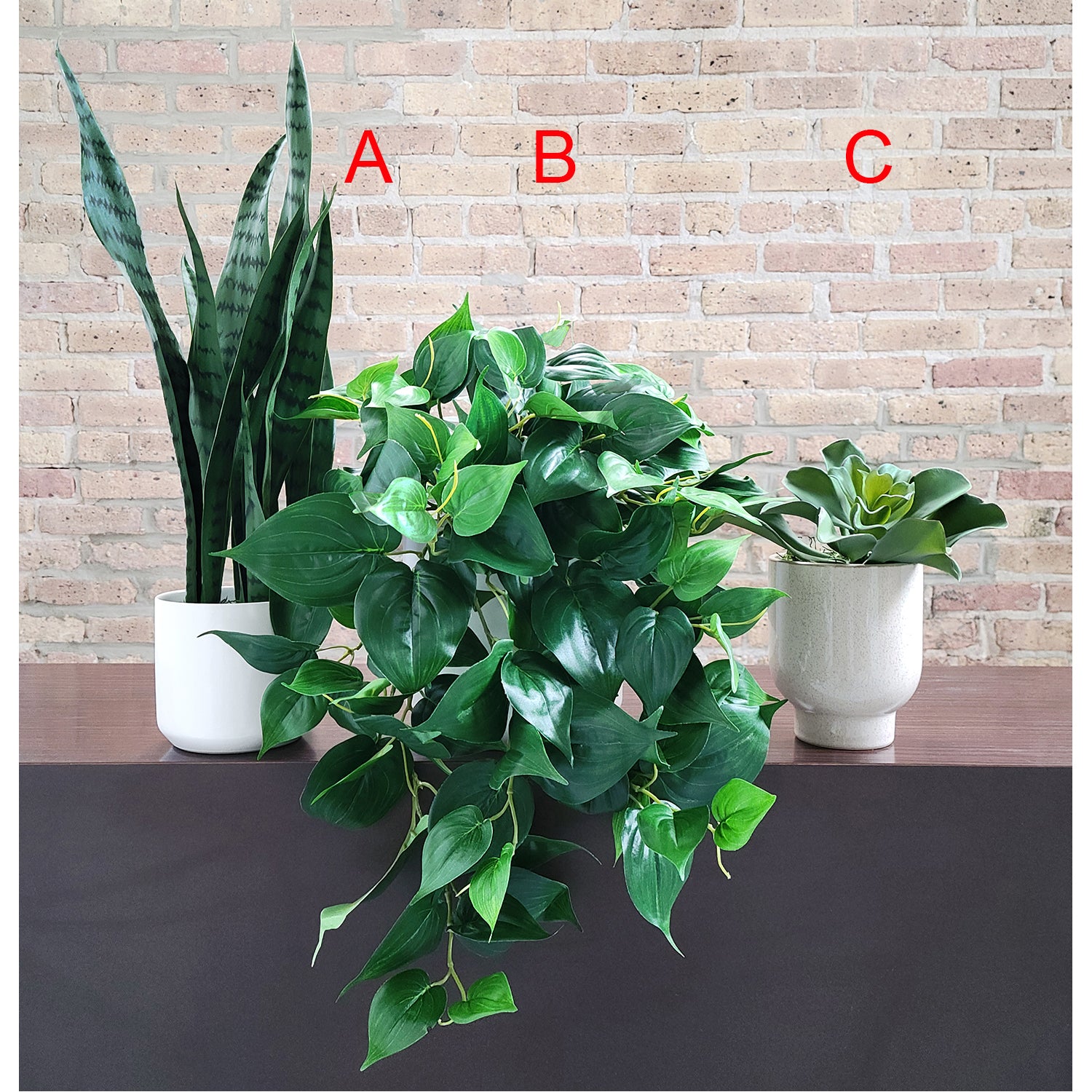 Shelf: Plant, Philodendron Mix, Set/ 3