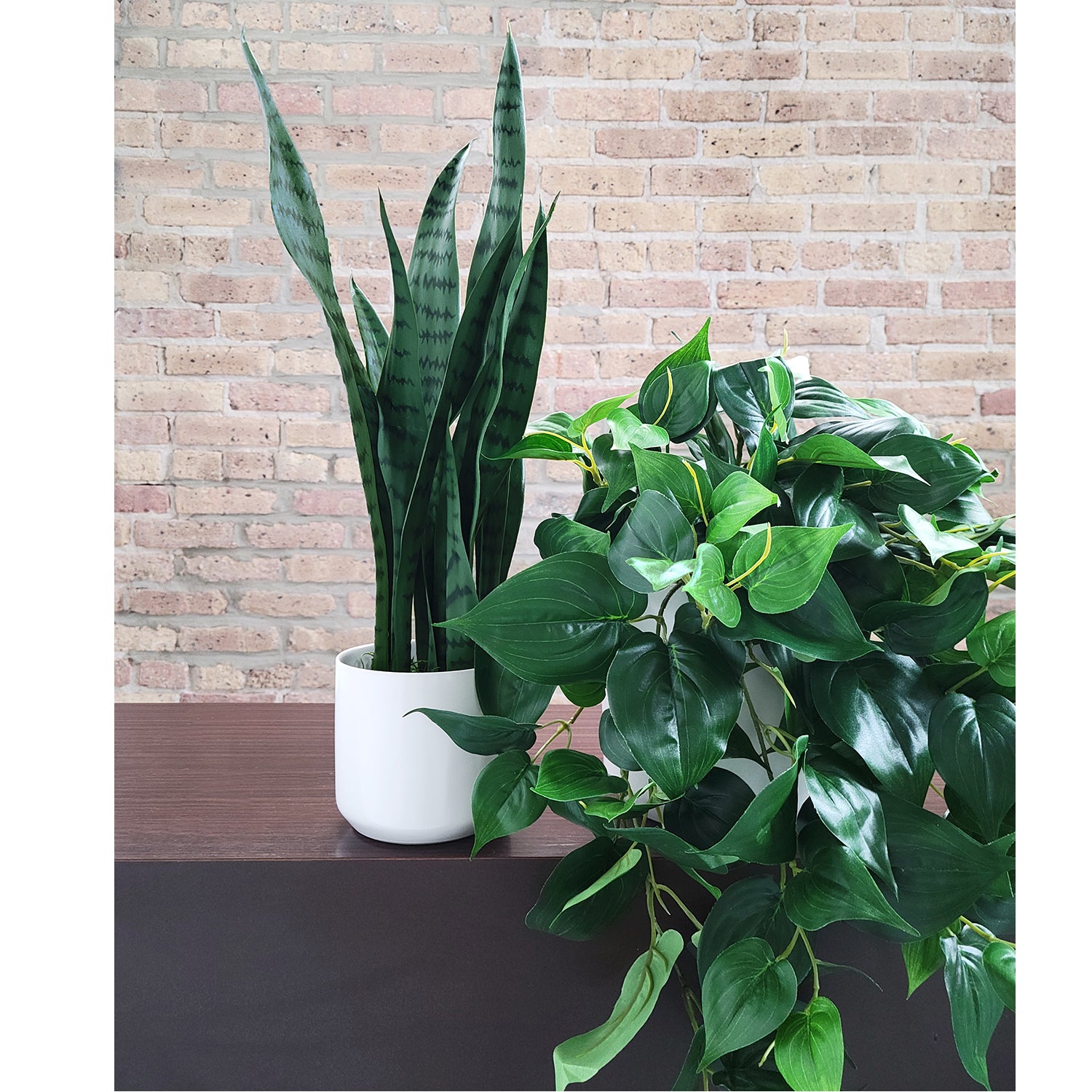 Shelf: Plant, Philodendron Mix, Set/ 3