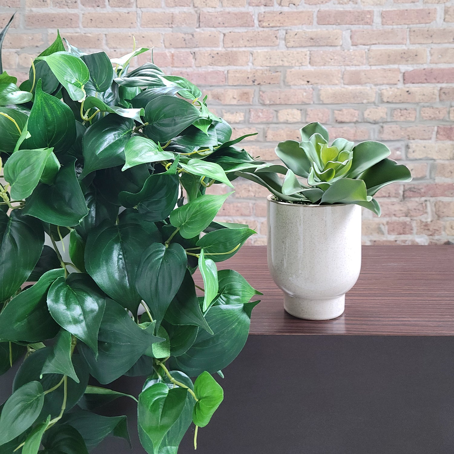 Shelf: Plant, Philodendron Mix, Set/ 3