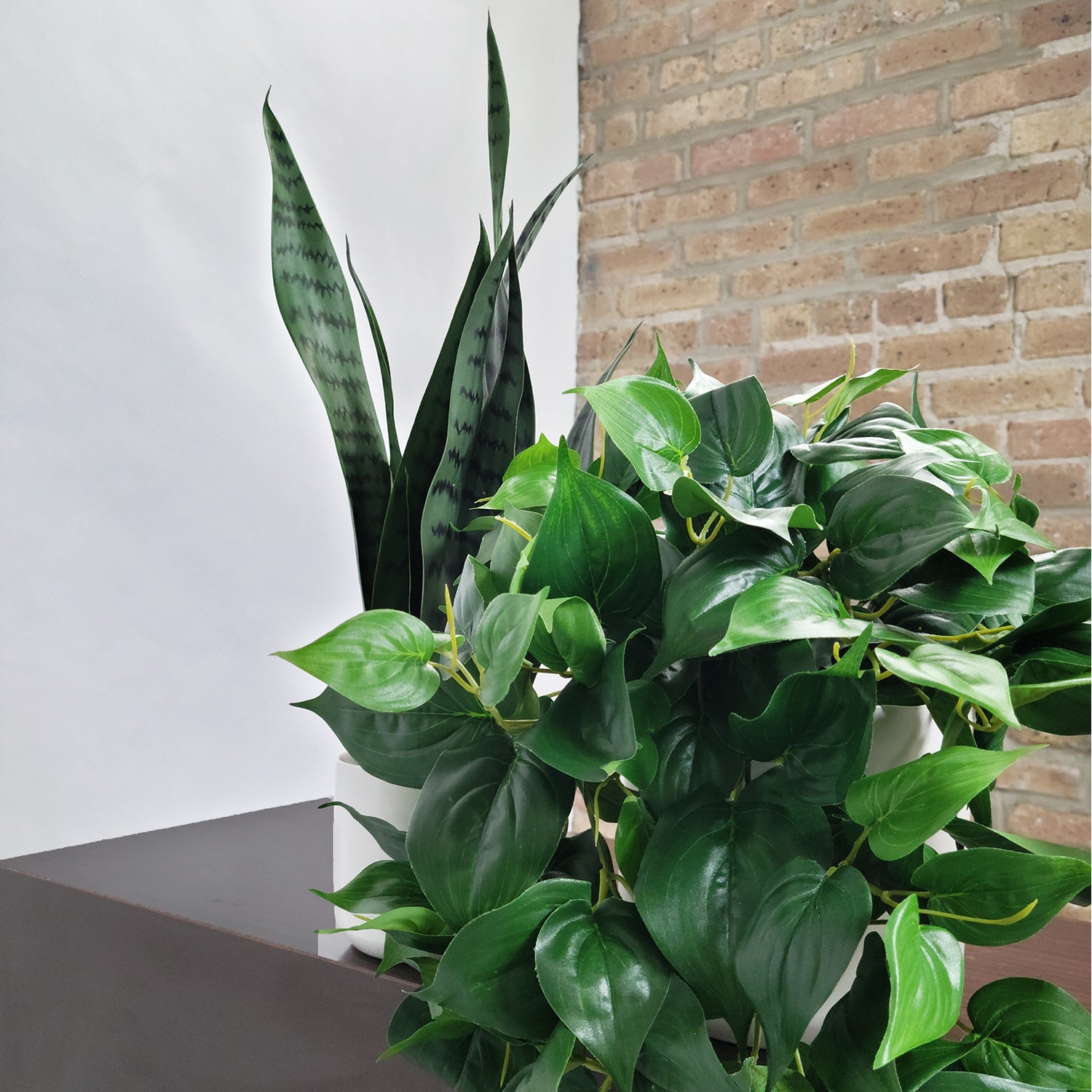 Shelf: Plant, Philodendron Mix, Set/ 3