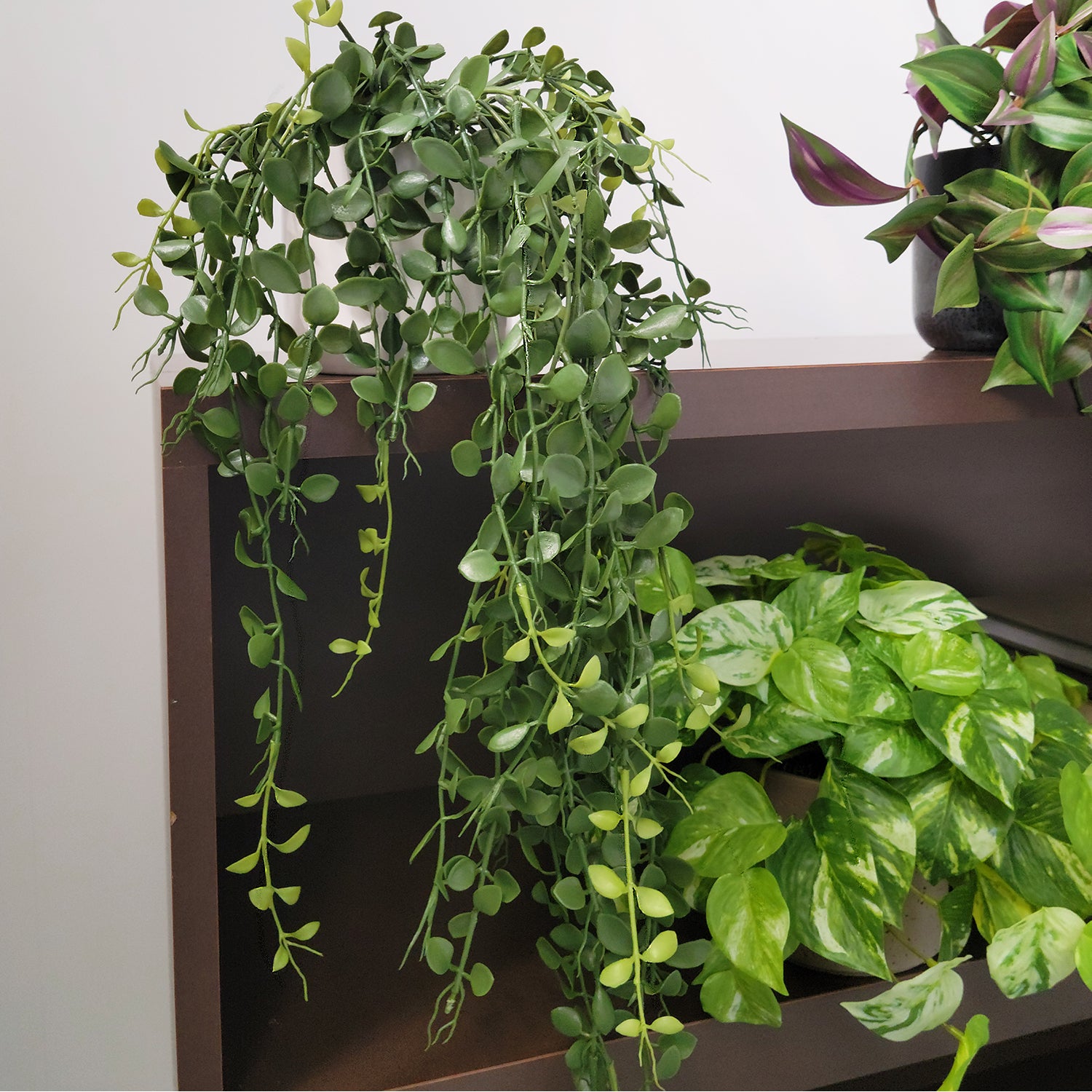 Shelf: Plant, Trailing Mix 1, Set3