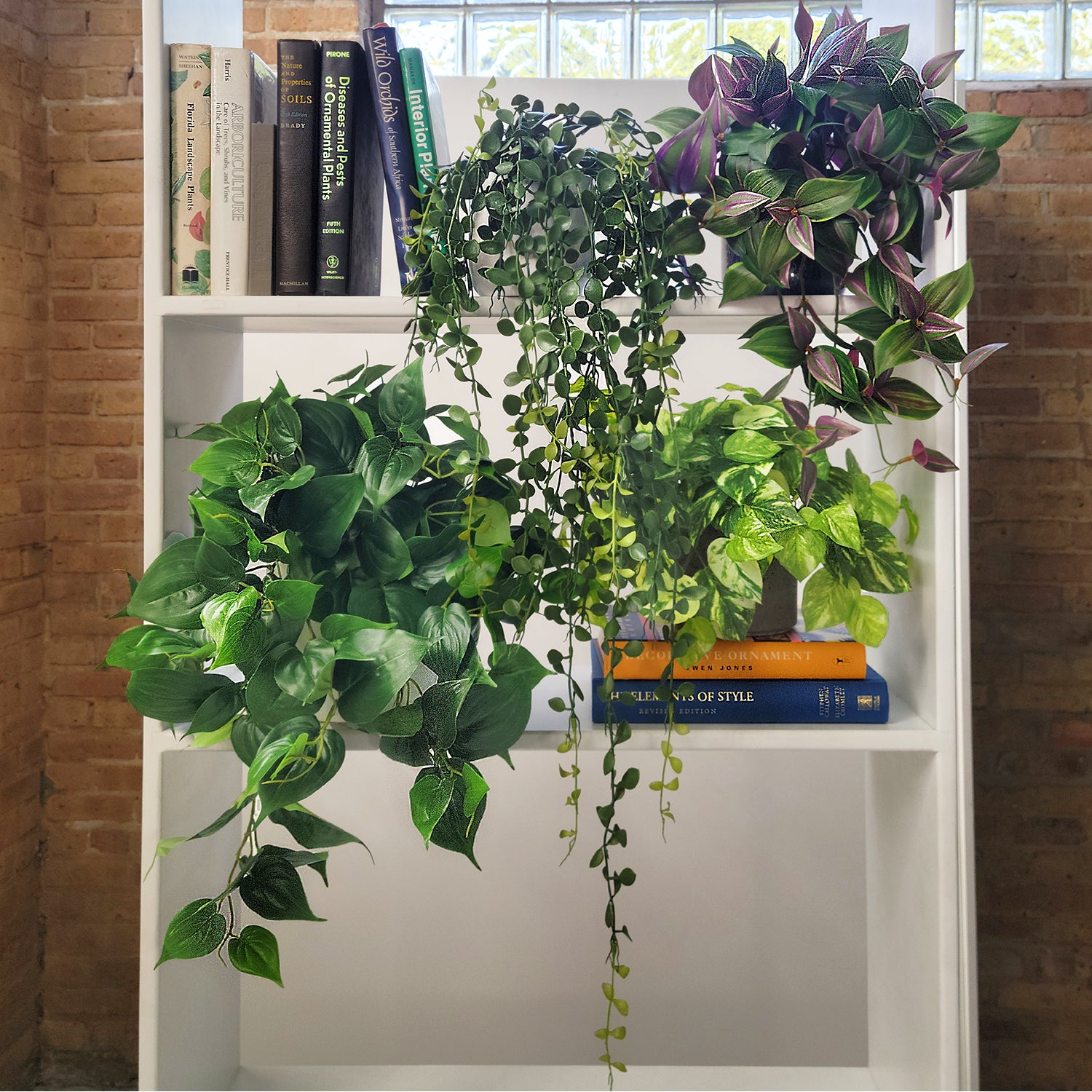 Shelf: Plant, Trailing Mix 2, Set/ 4