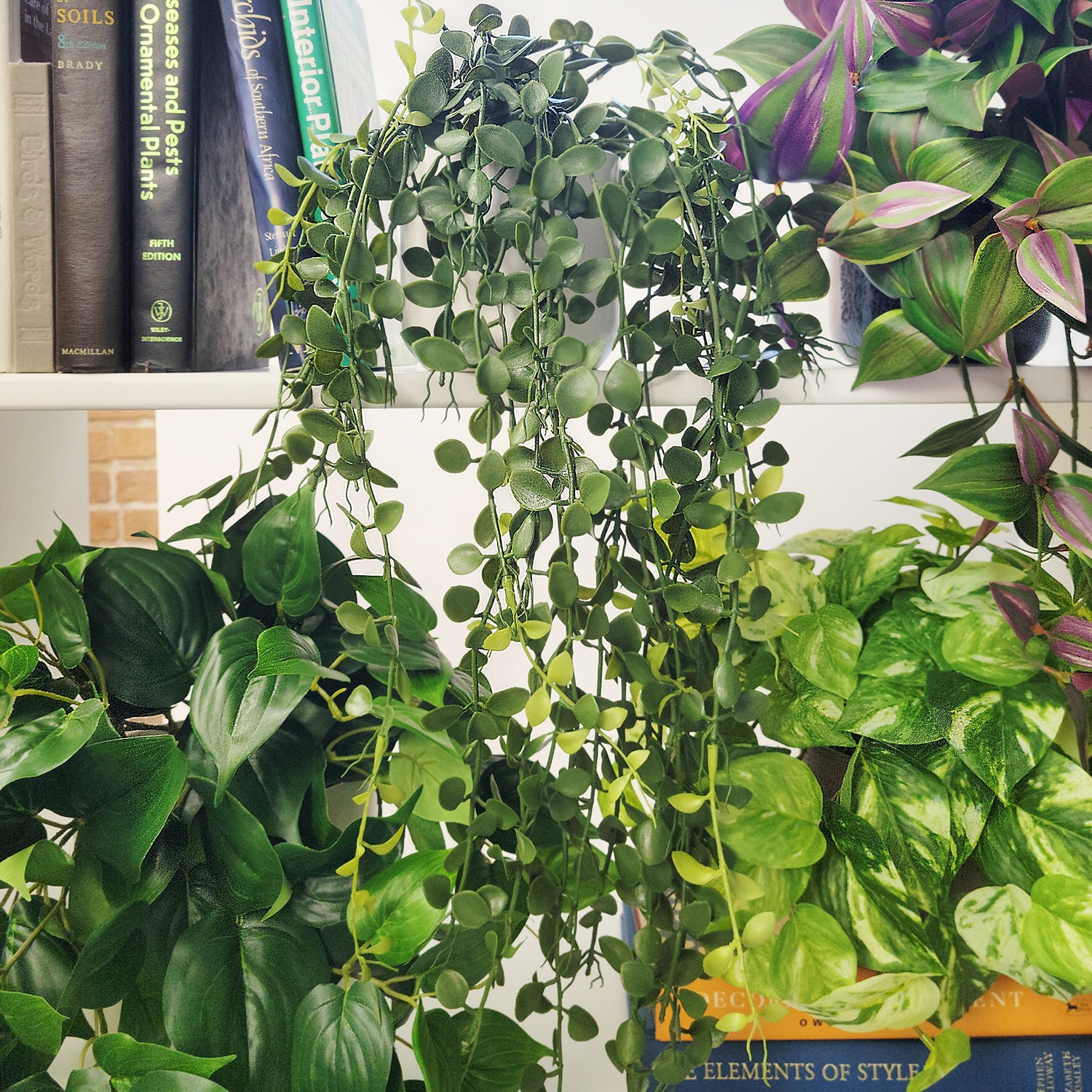 Shelf: Plant, Trailing Mix 2, Set/ 4