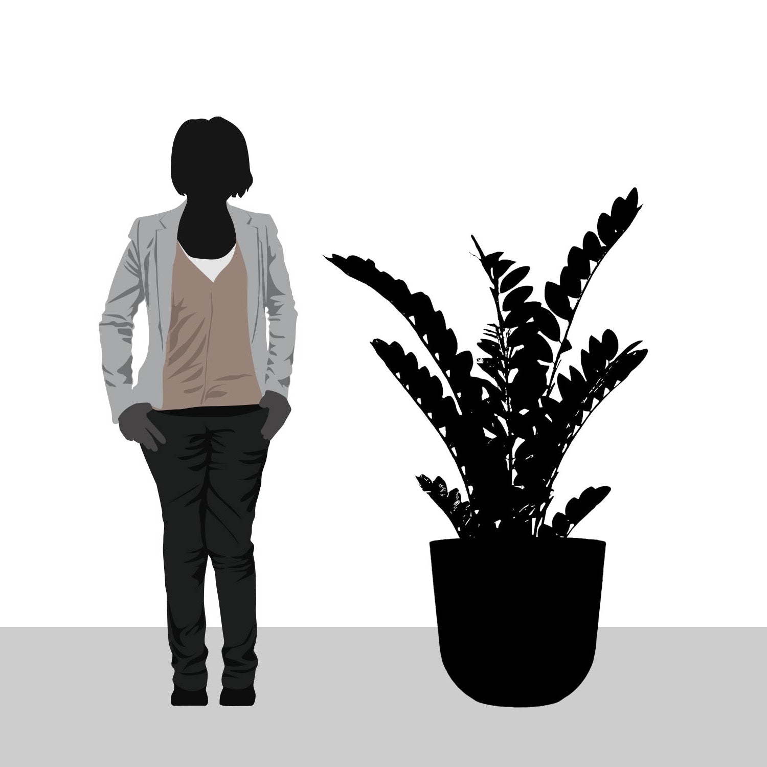 ZZ Plant in Rotunda MD, Black Matte