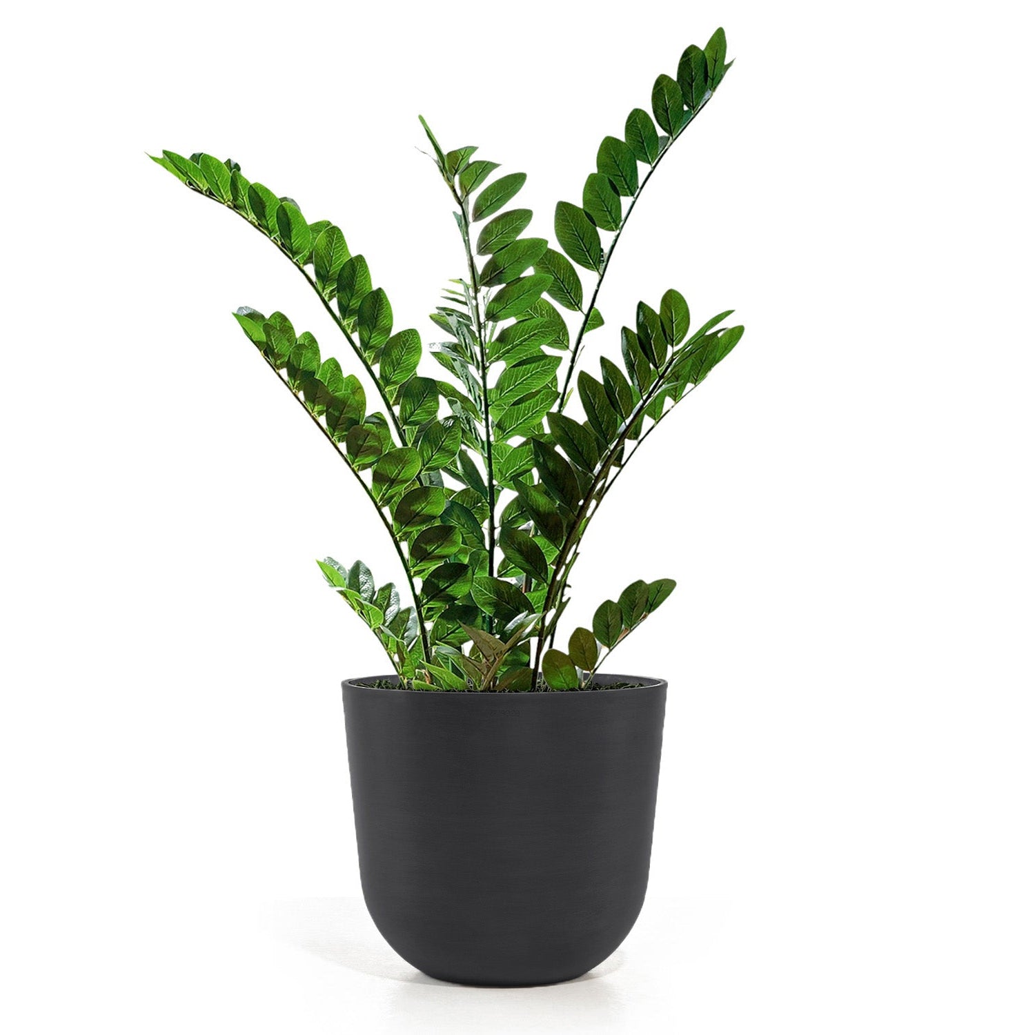 ZZ Plant in Rotunda MD, Black Matte