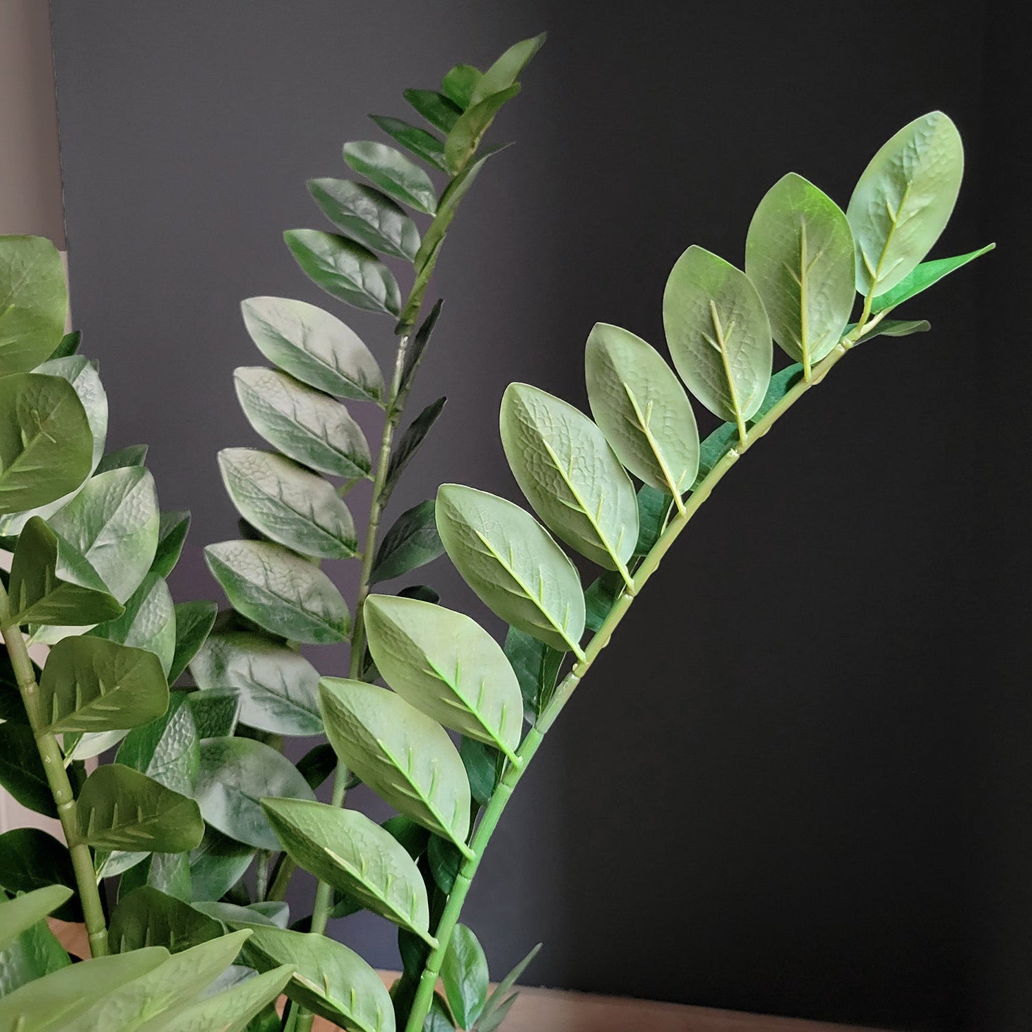 ZZ Plant in Rotunda MD, Black Matte