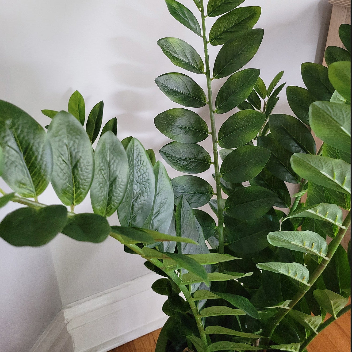 ZZ Plant in Rotunda MD, Black Matte