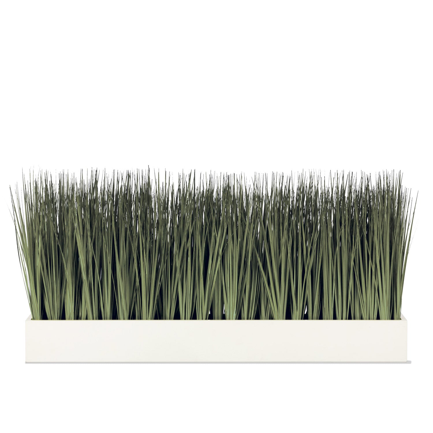 Grass: Cortada Grass in Rectangle Table Planter