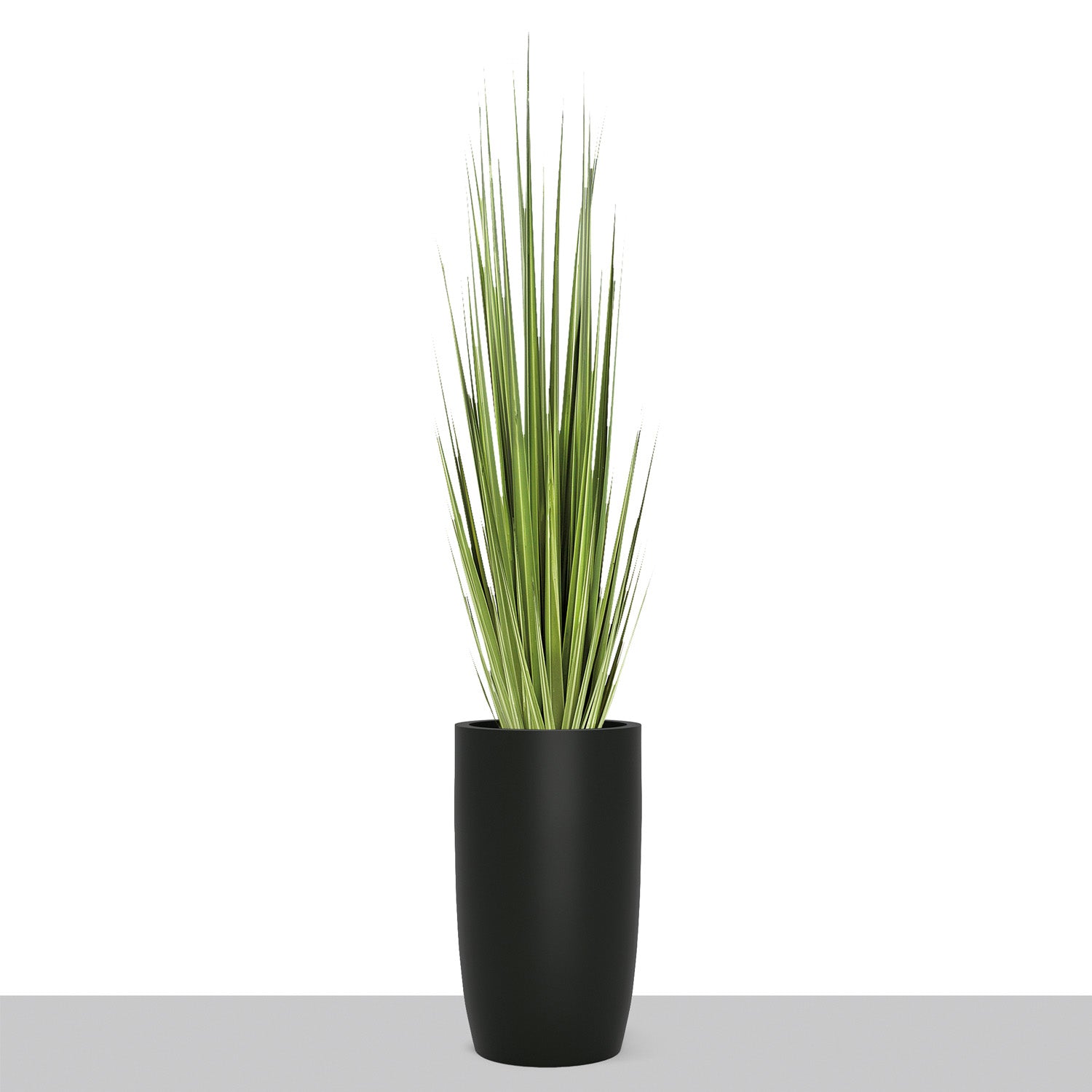 Grass: Century Grass in Barrel Planter SM, Black Satin