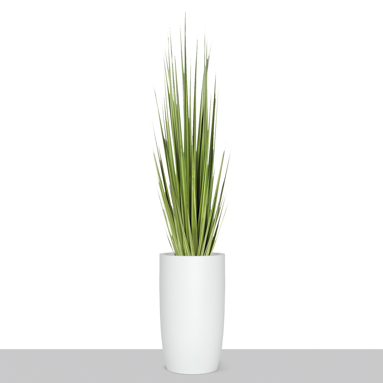 Grass: Century Grass in Barrel Planter SM, White Satin