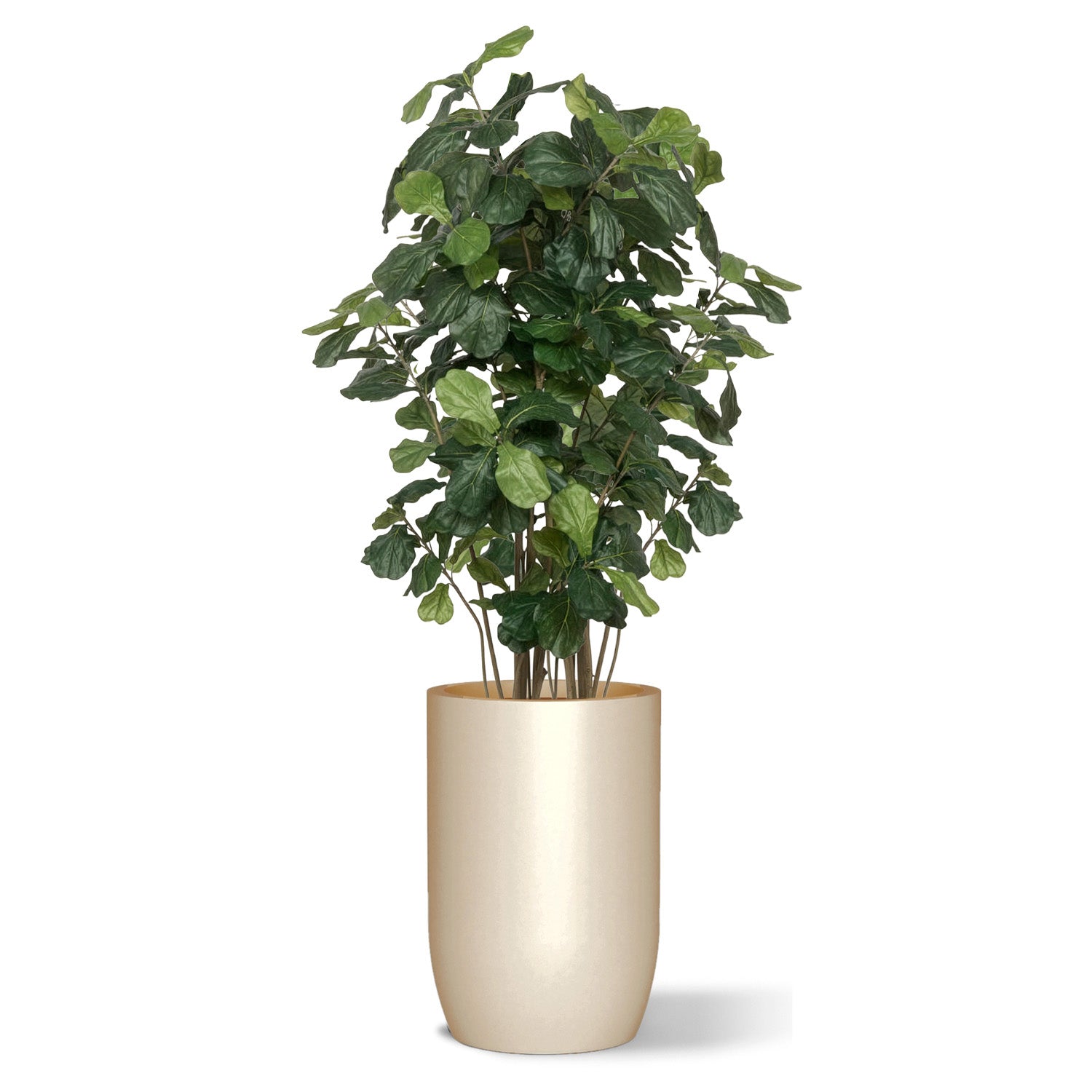 Botanical arrangement with two fiddle trees in a beige satin barrel planter.