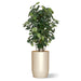 Botanical arrangement with two fiddle trees in a beige satin barrel planter.
