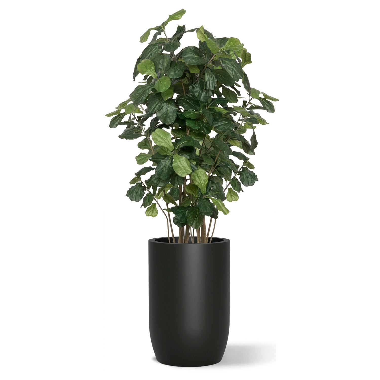 Botanical arrangement with two fiddle trees in a black satin barrel planter.