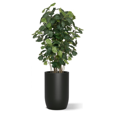 Botanical arrangement with two fiddle trees in a black satin barrel planter.