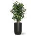 Botanical arrangement with two fiddle trees in a black satin barrel planter.