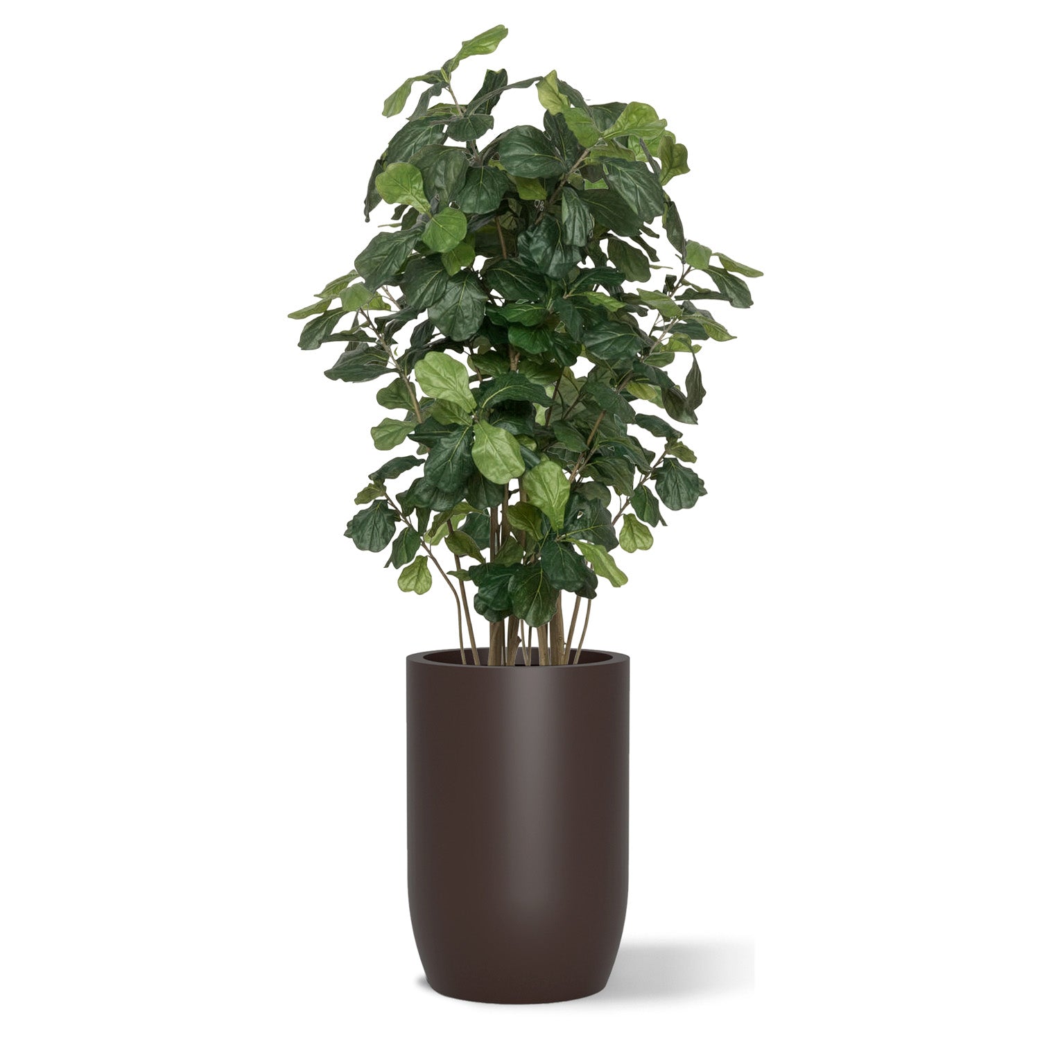 Botanical arrangement with two fiddle trees in a brown satin barrel planter.