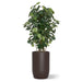 Botanical arrangement with two fiddle trees in a brown satin barrel planter.