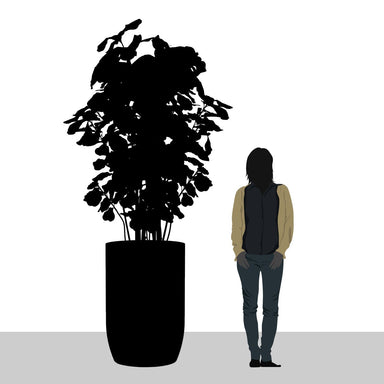 Diagram showing size of tall botanical arrangement compared to person.