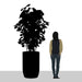 Diagram showing size of tall botanical arrangement compared to person.